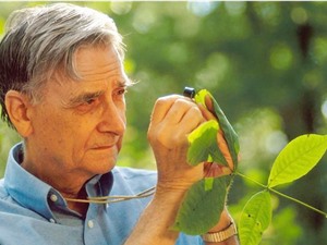 Edward O. Wilson: Người kế tục sự nghiệp của Darwin